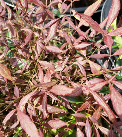 Heavenly Bamboo Burgundy Wine